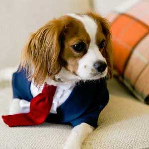 dog in shirt and tie